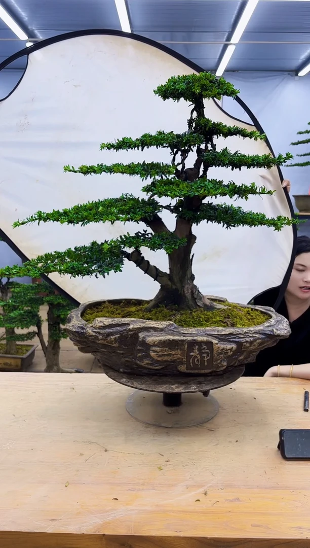 无花朵一物一拍，所见即所得
