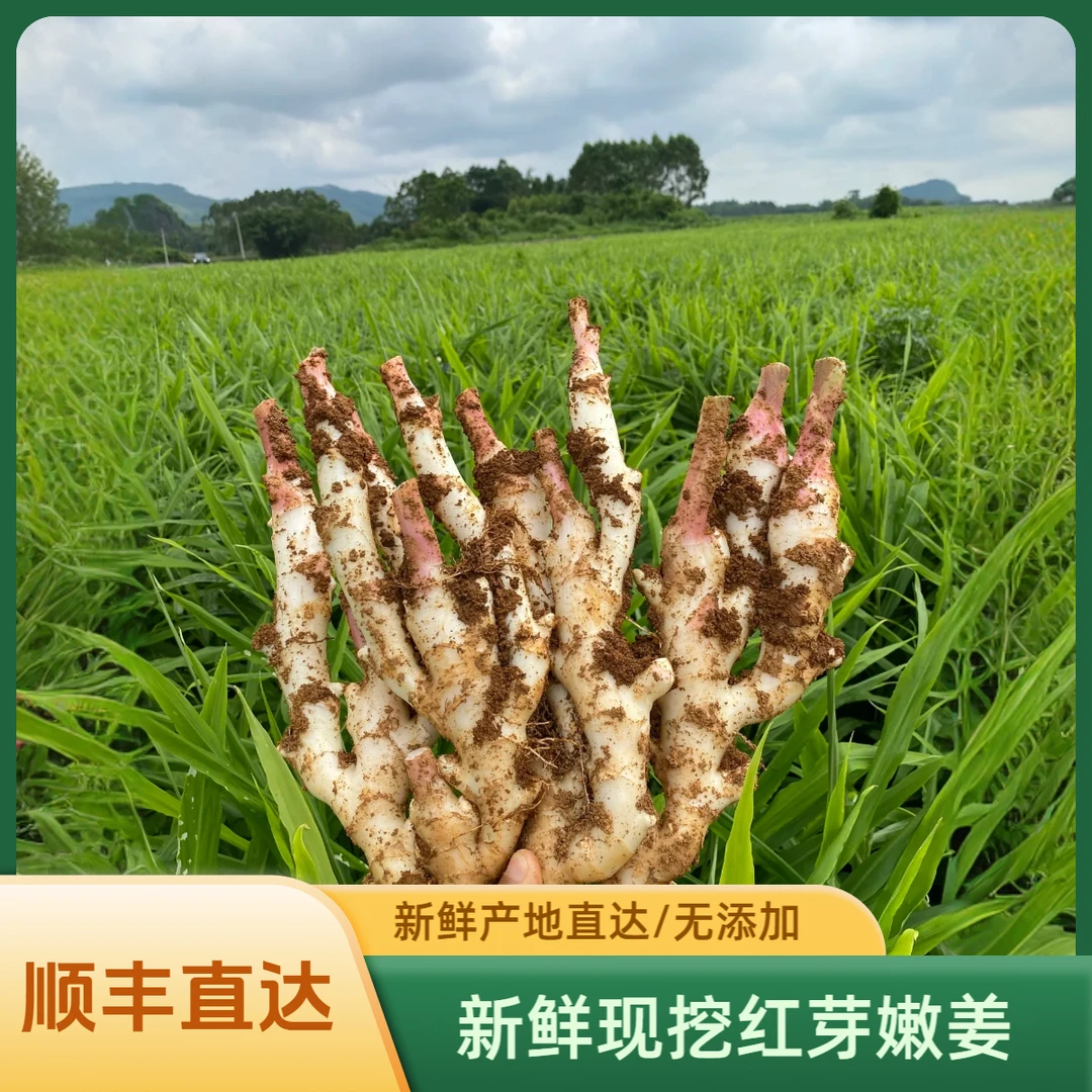 M顺丰包邮/广西新鲜红芽嫩姜现挖现发保证品质带泥发货
