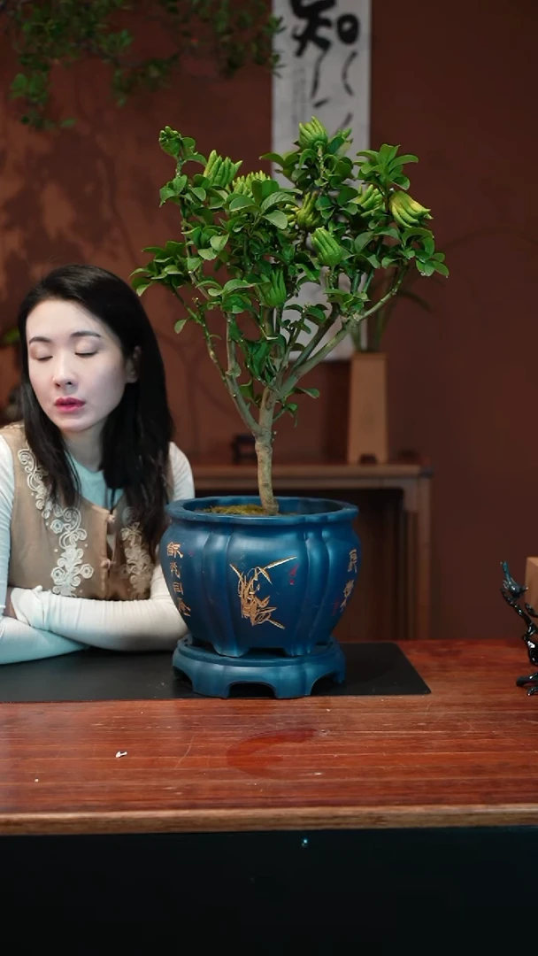 无花朵佛手盆景盆景盆景