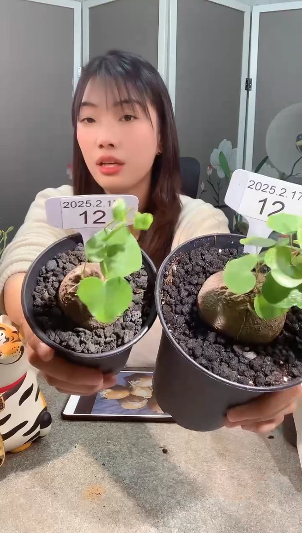 【闪购商品】南非龟甲龙2.16.12