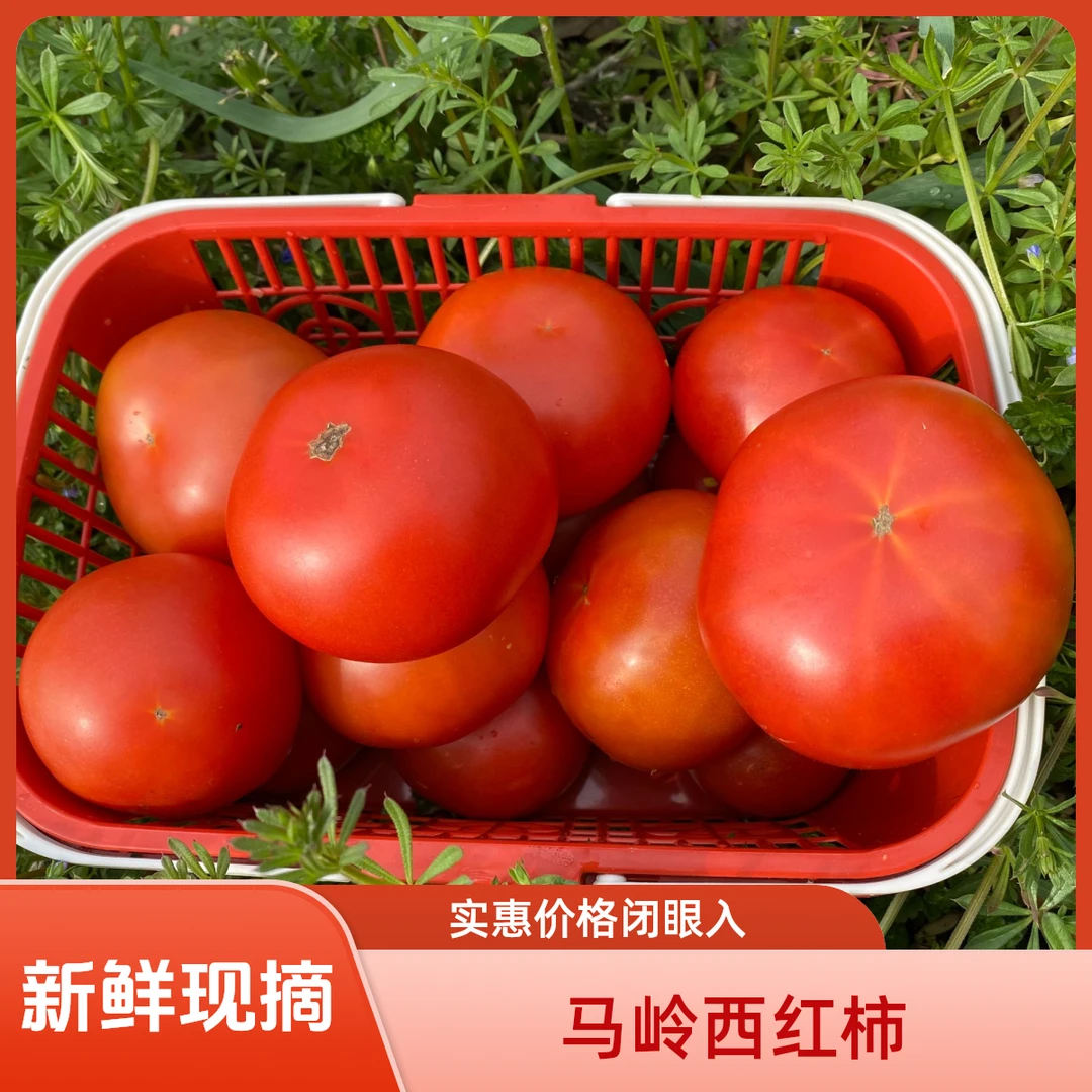 【西红柿】老品种新鲜现摘现发生吃自然成熟农家自种马岭村特产当季