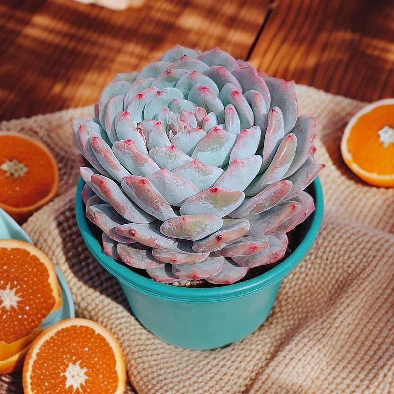 【清货福利】绿加仑盆单头大橙梦露橙子精品多肉