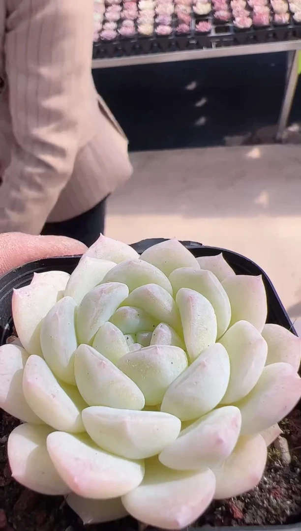 【闪购商品】新款多肉124