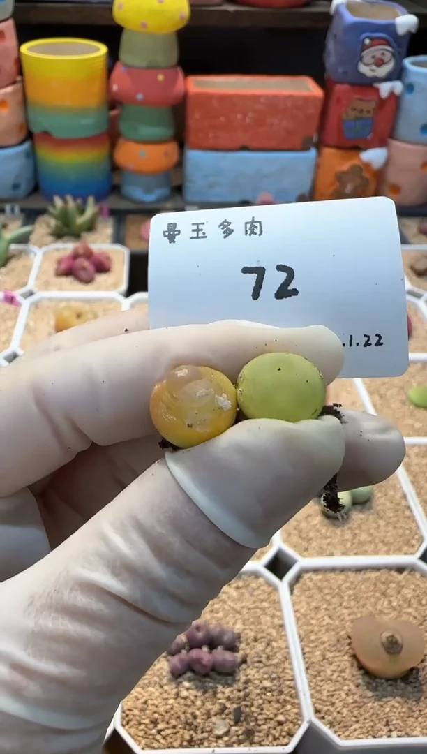 【闪购商品】25.1.22-72阿昭