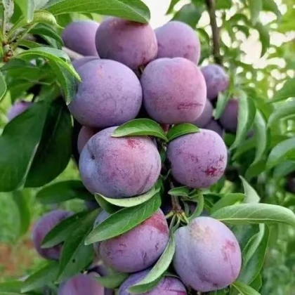 现摘现发 新鲜李子 自然成熟 皮薄肉厚 2斤发3斤北京市