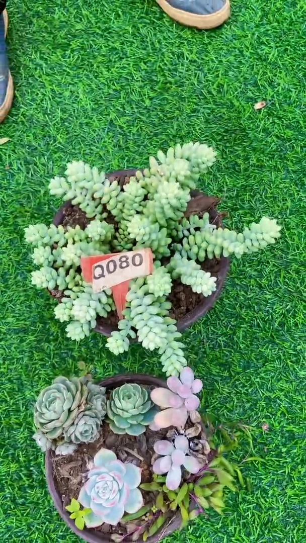 小*Q080多肉组合默认脱土发货