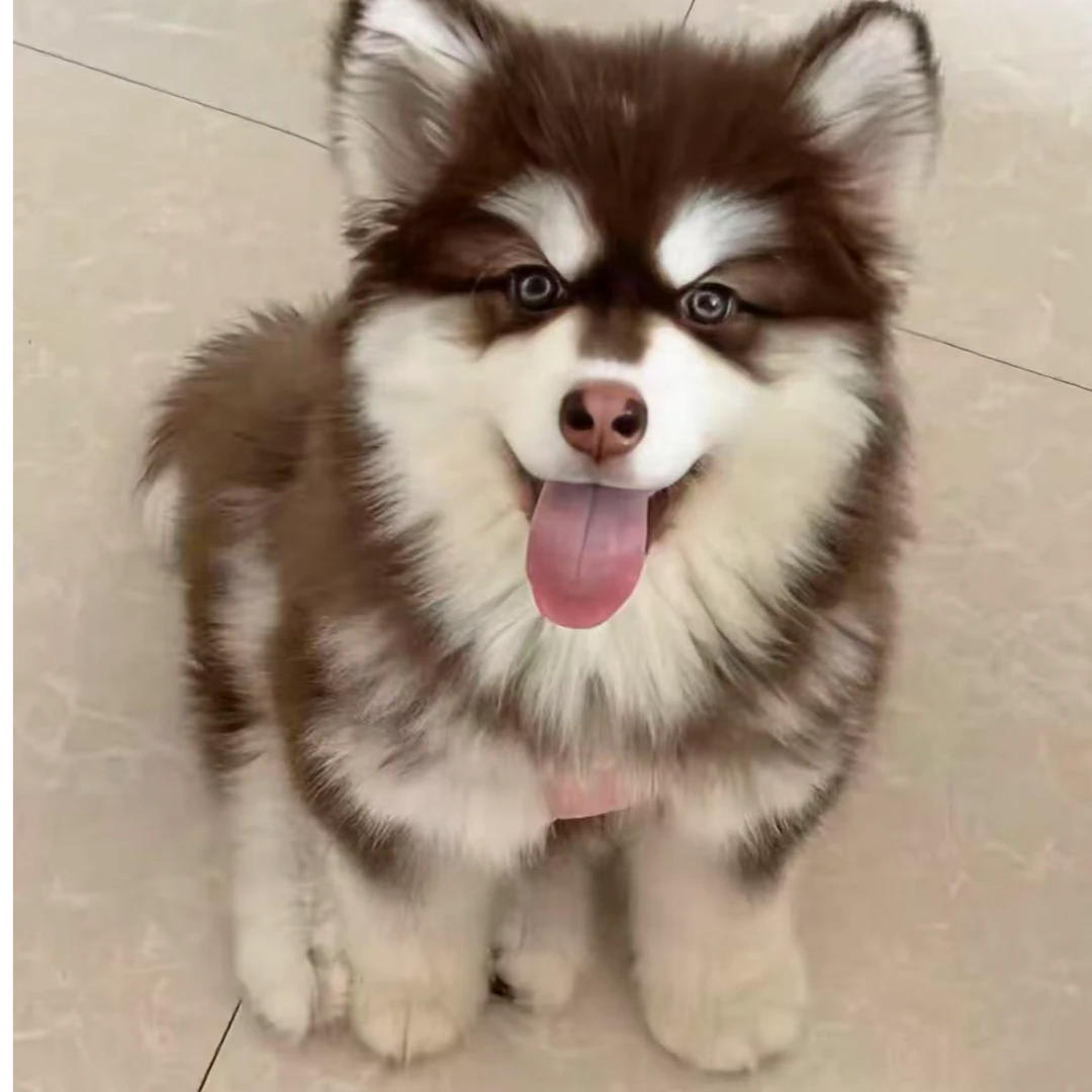 【爪子】全品类活体狗狗幼犬金毛边牧拉布拉多柯基萨摩耶阿拉斯加