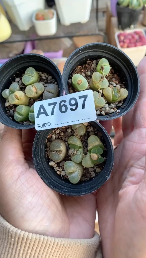 【闪购商品】7697直播一物一拍