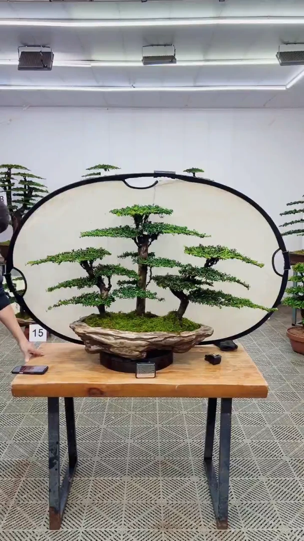 无花朵造型盆景一物一拍