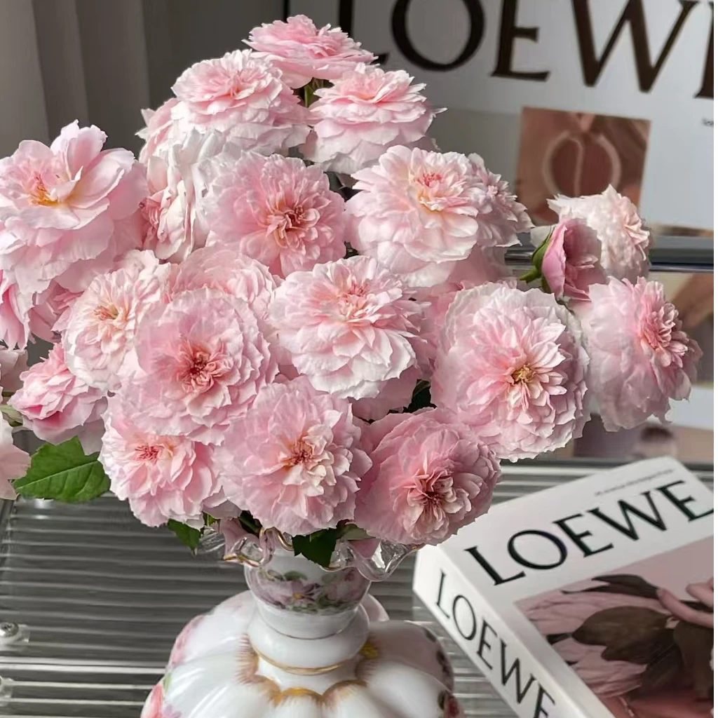 【独鬏鬏优选】云南稀有鲜花 [花间小路] 玫瑰 顺丰直发