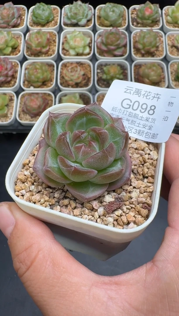 98G云禹多肉植物 脱土纸巾打包 3颗包邮