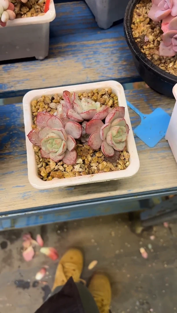 B02小凌波仙子 满20包邮发货