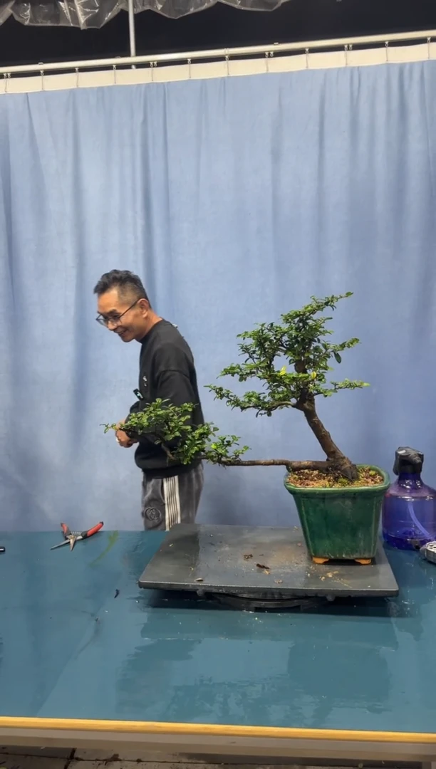 【闪购商品】盆景翠米茶