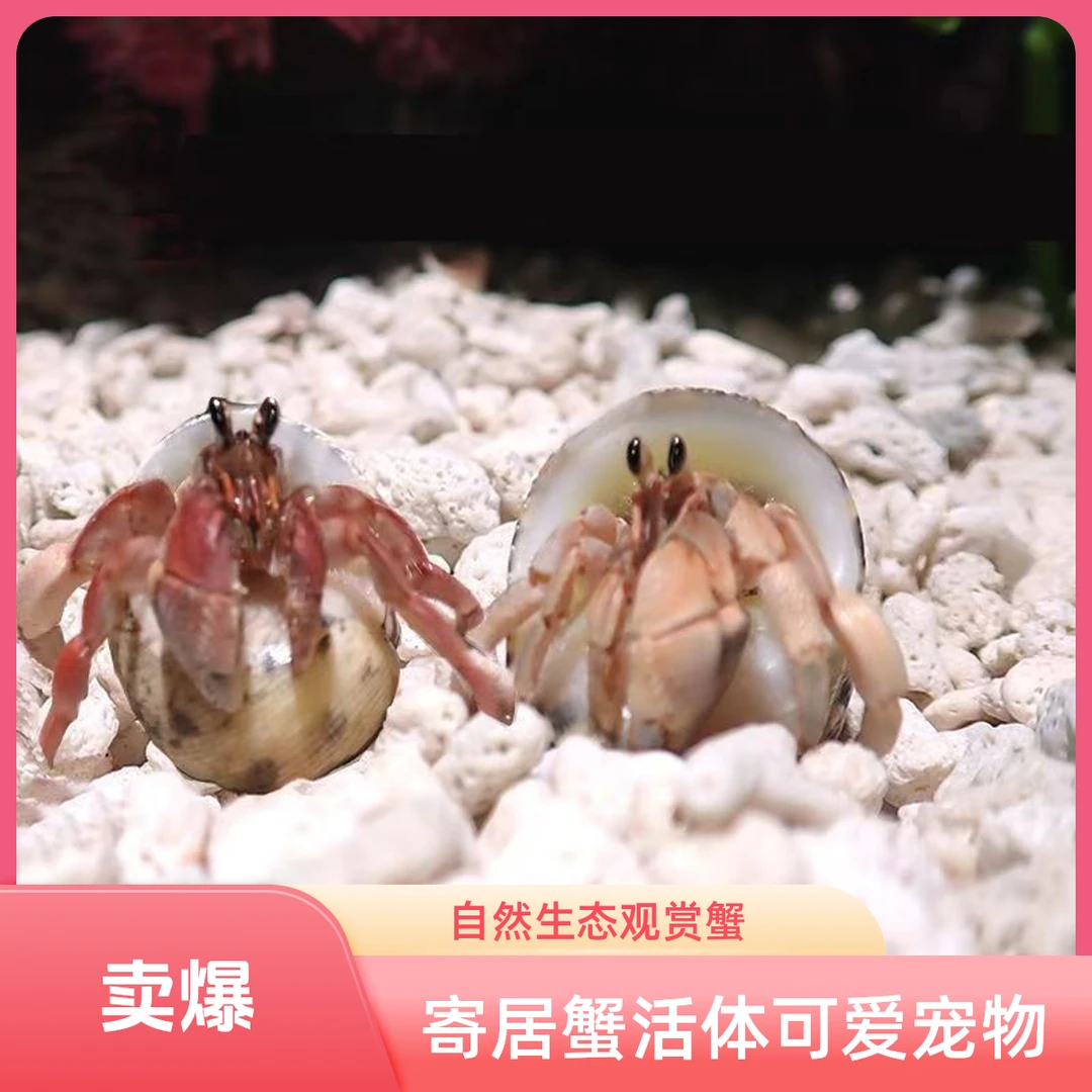 宠物/宠物食品及用品/水族世界/观赏蟹虾等饲料