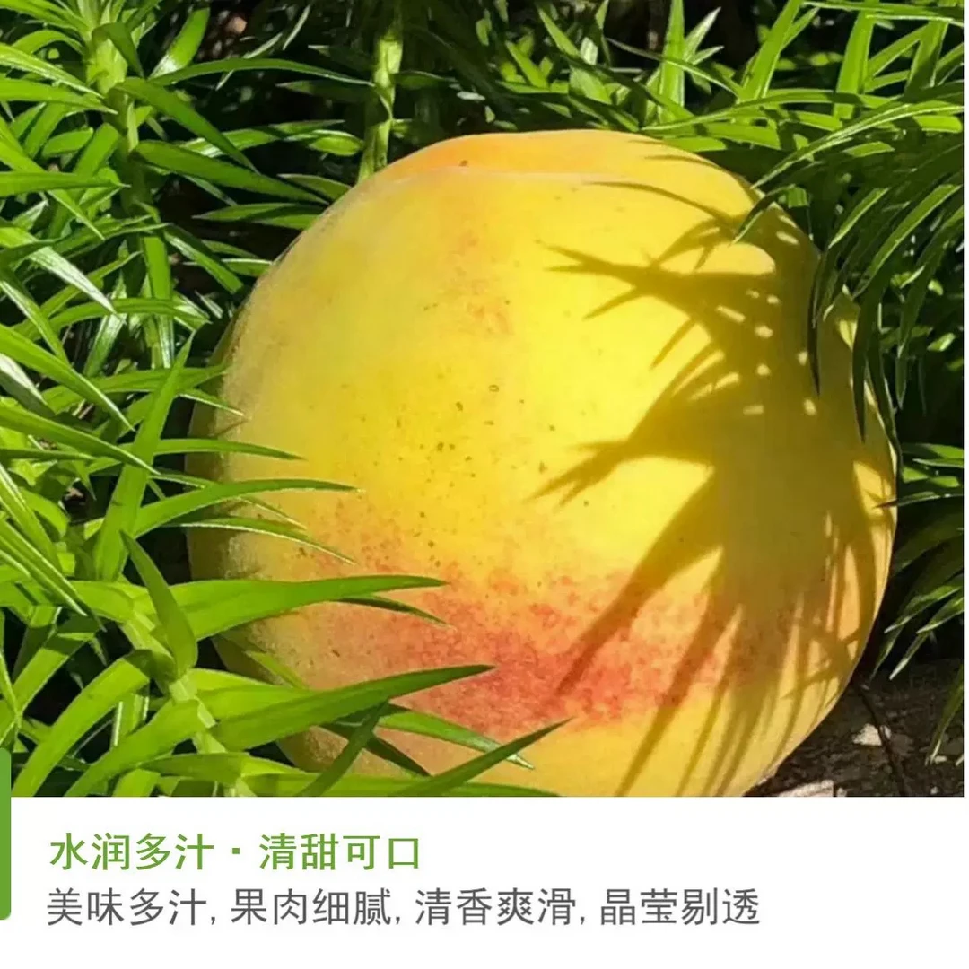 圆通助农建宁黄桃现摘现发福建特产新鲜黄桃应季水果5斤