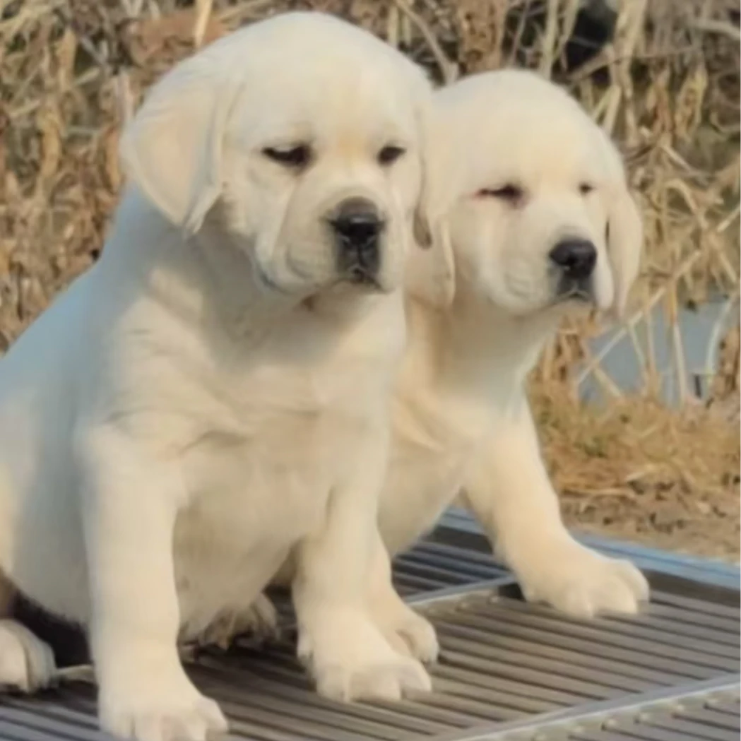 （老马家拉布拉多）狗狗活体