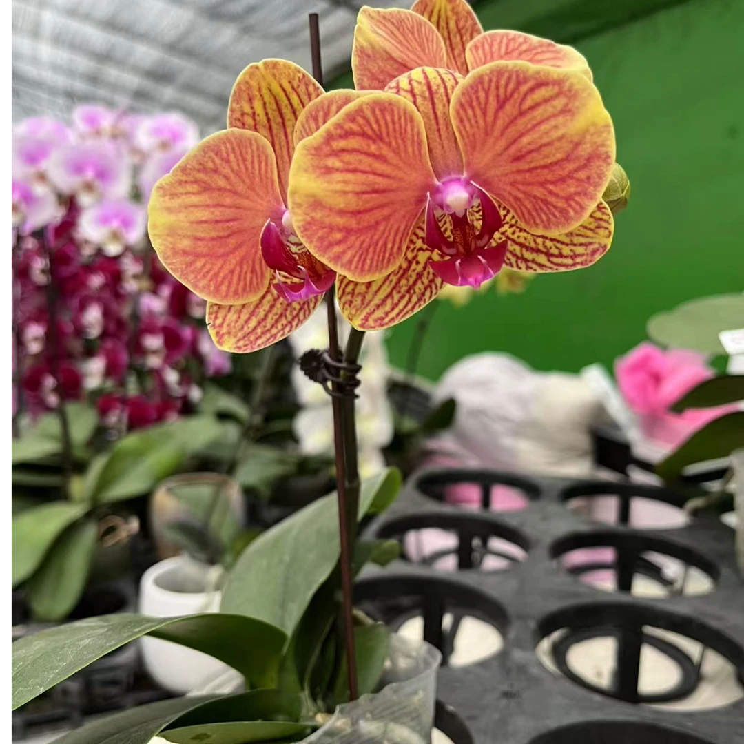 【大吉利】 蝴蝶兰开花发货室内趣味办公室客厅卧室盆栽 双君花卉