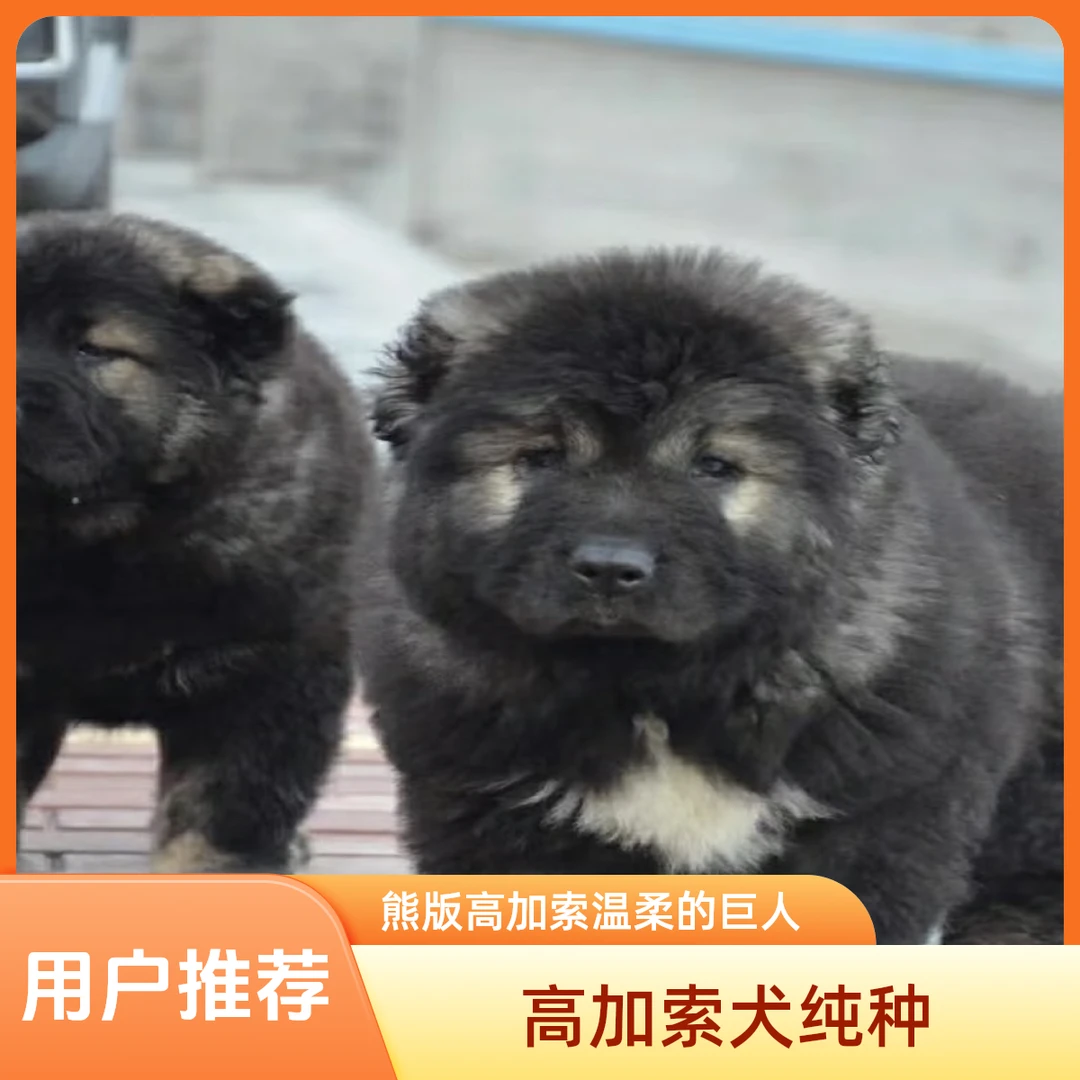 (犬舍直销）高加索巨型熊版纯种血统疫苗