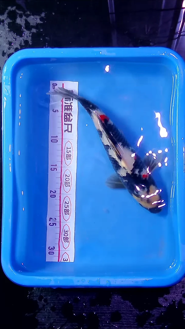 锦鲤锦鲤直播间菁选 对版发货  06