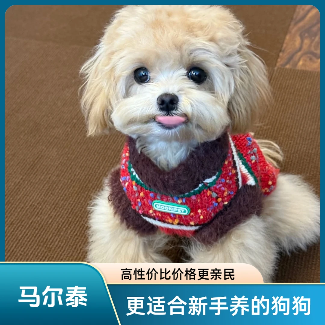 马尔泰泰迪熊可卡布直播一宠一拍链接