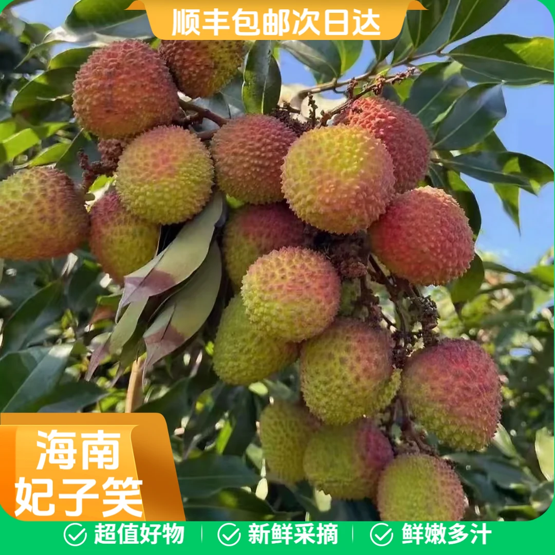 J【顺丰包邮】海南妃子笑荔枝 果肉脆嫩多汁又大又甜 冰箱冷藏30分钟更丝滑 10斤荔枝同城送新鲜
