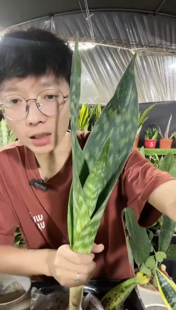 双叶嘉宝裸根18.8