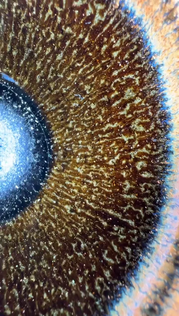 茶盏老表精选柴烧323