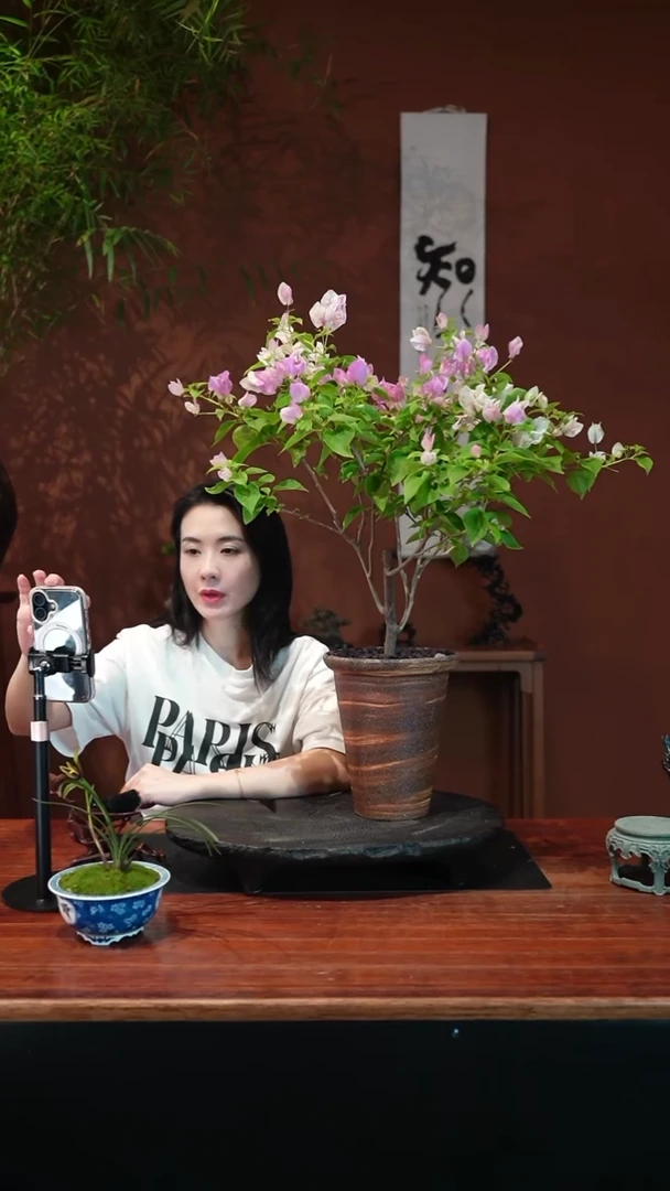 无花朵三角梅盆景盆景盆景