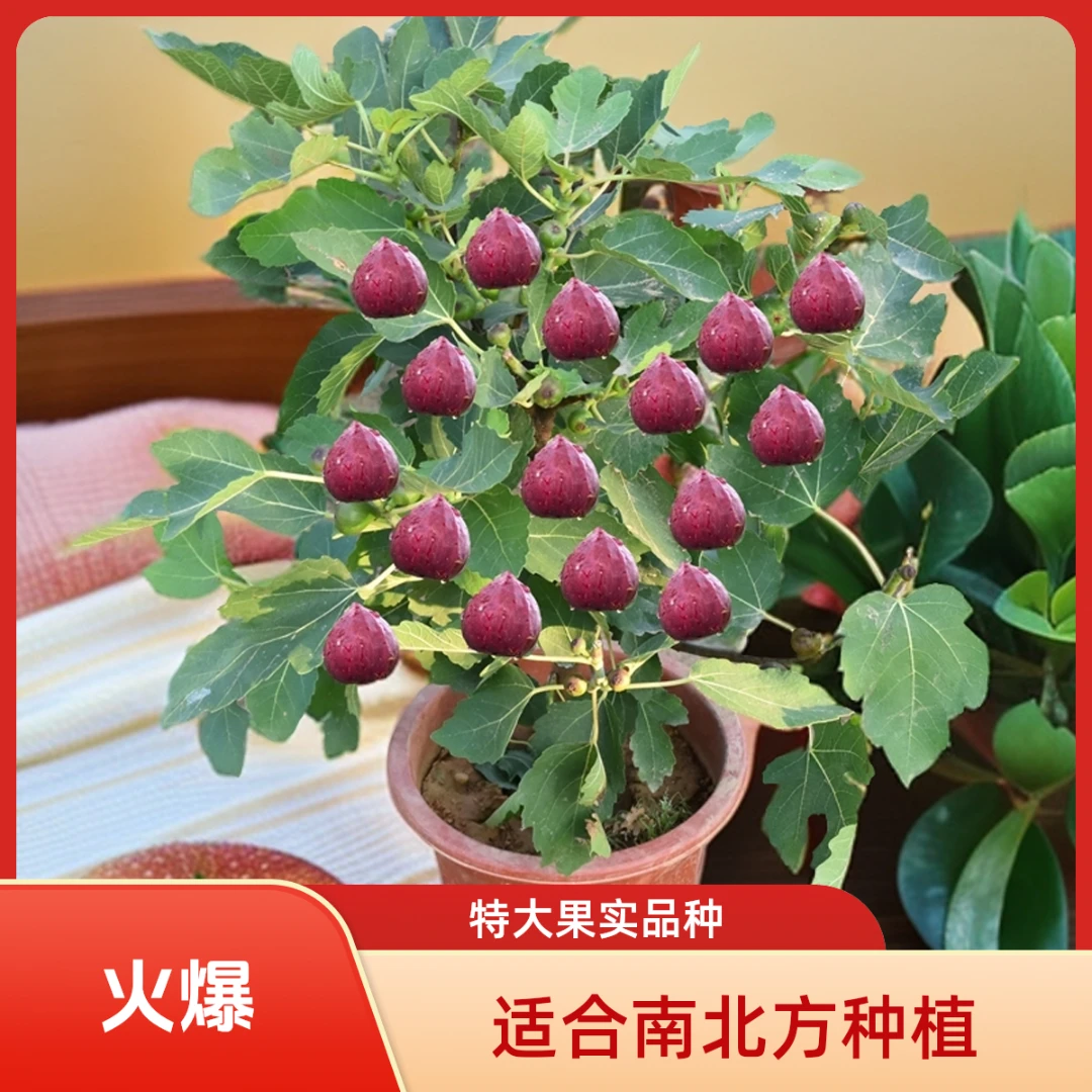 带果无花果树果苗盆栽地栽特大果南方北方波姬红青皮无花果苗树