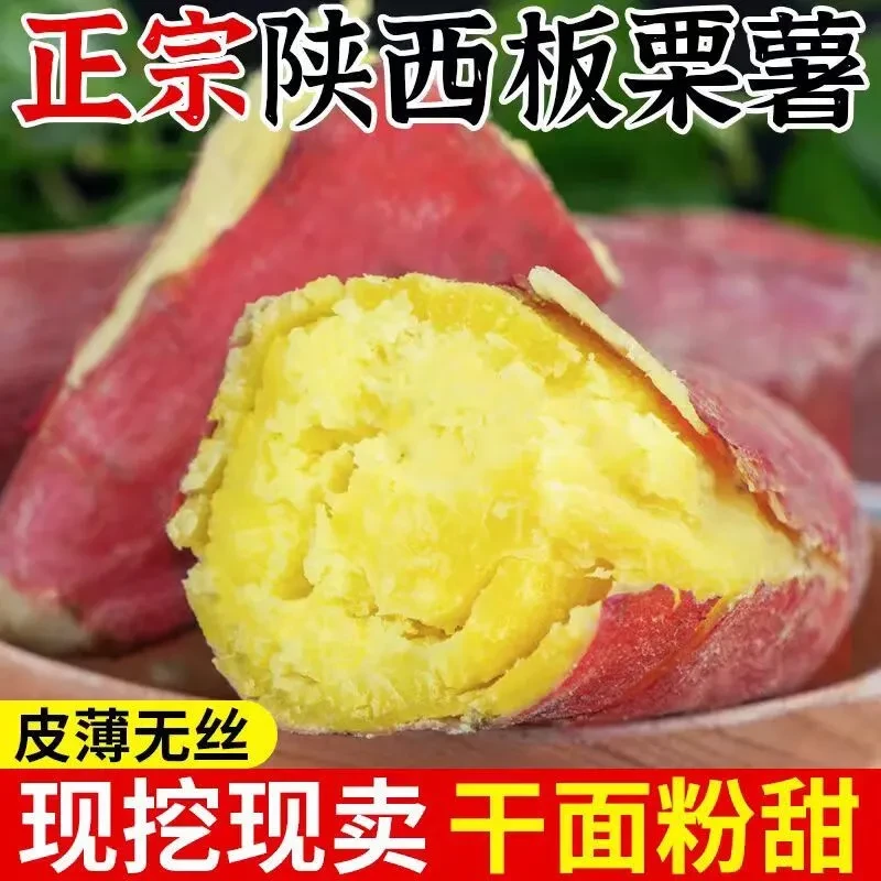 【南山果园】正宗陕西板栗红薯新鲜现挖蔬菜地瓜沙地番薯
