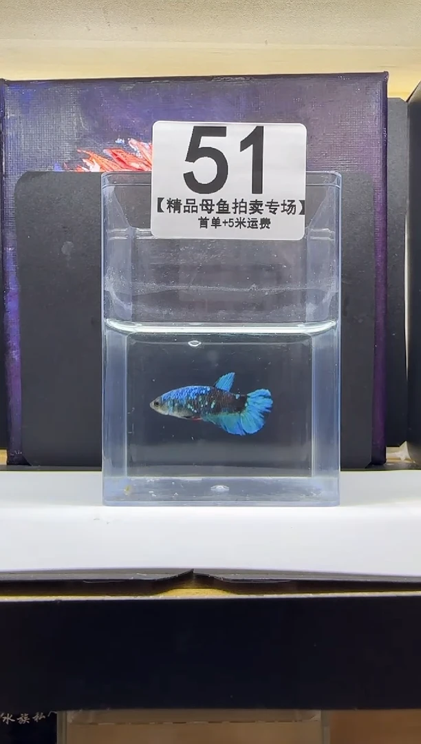 斗鱼母鱼编号：51