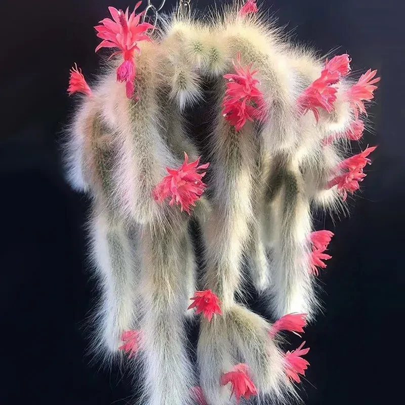 九尾狐多肉植物大颗盆栽室内办公室桌面装饰满9.99包邮