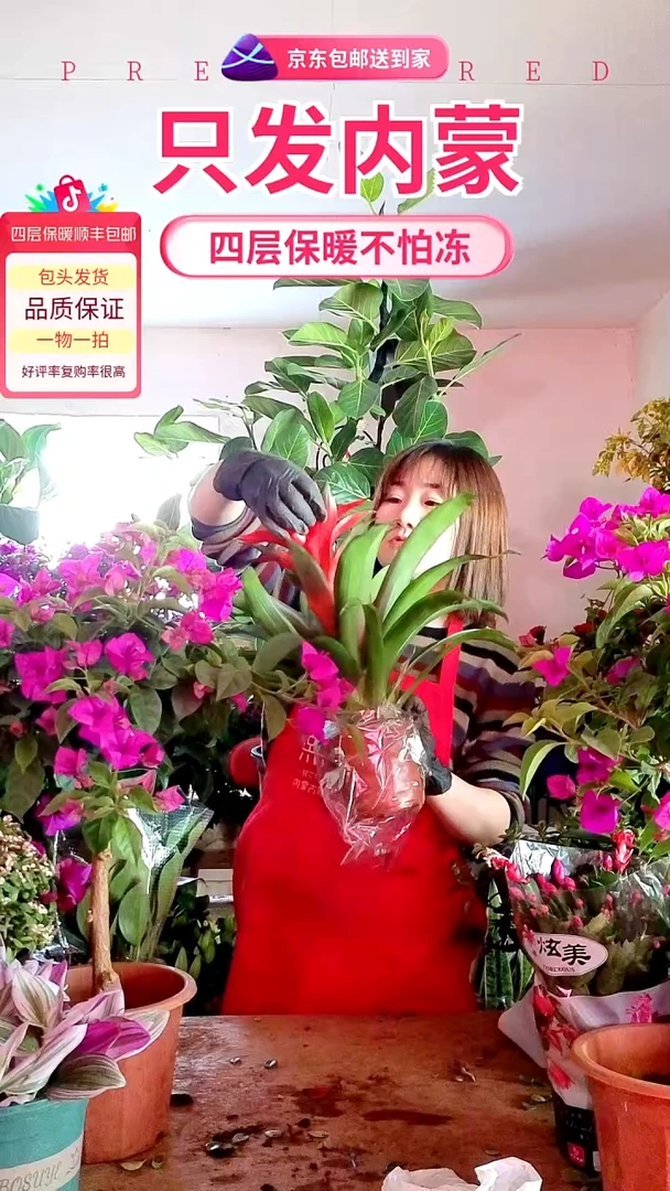 完全开放鸿运当头中盆
