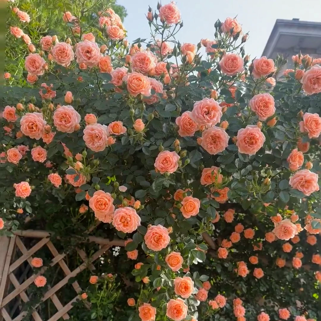 1.5米高甜梦浓香大型藤本月季阳台庭院多花爬墙