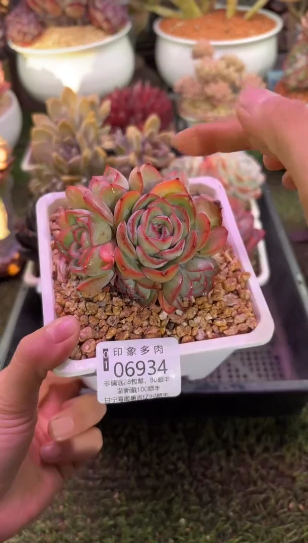 【闪购商品】06934