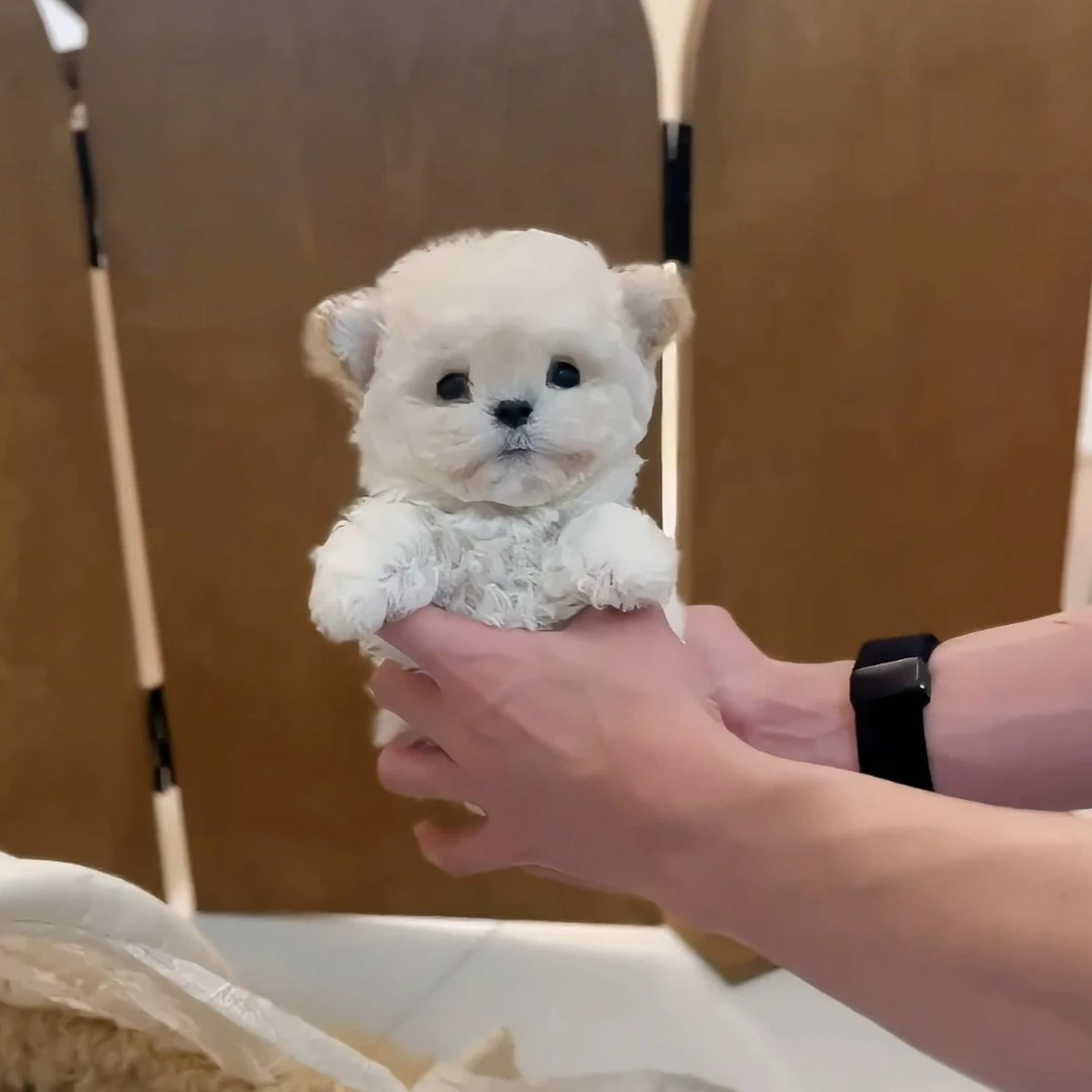 韩版小体比熊犬妹妹活体链接一物一拍3-12-2