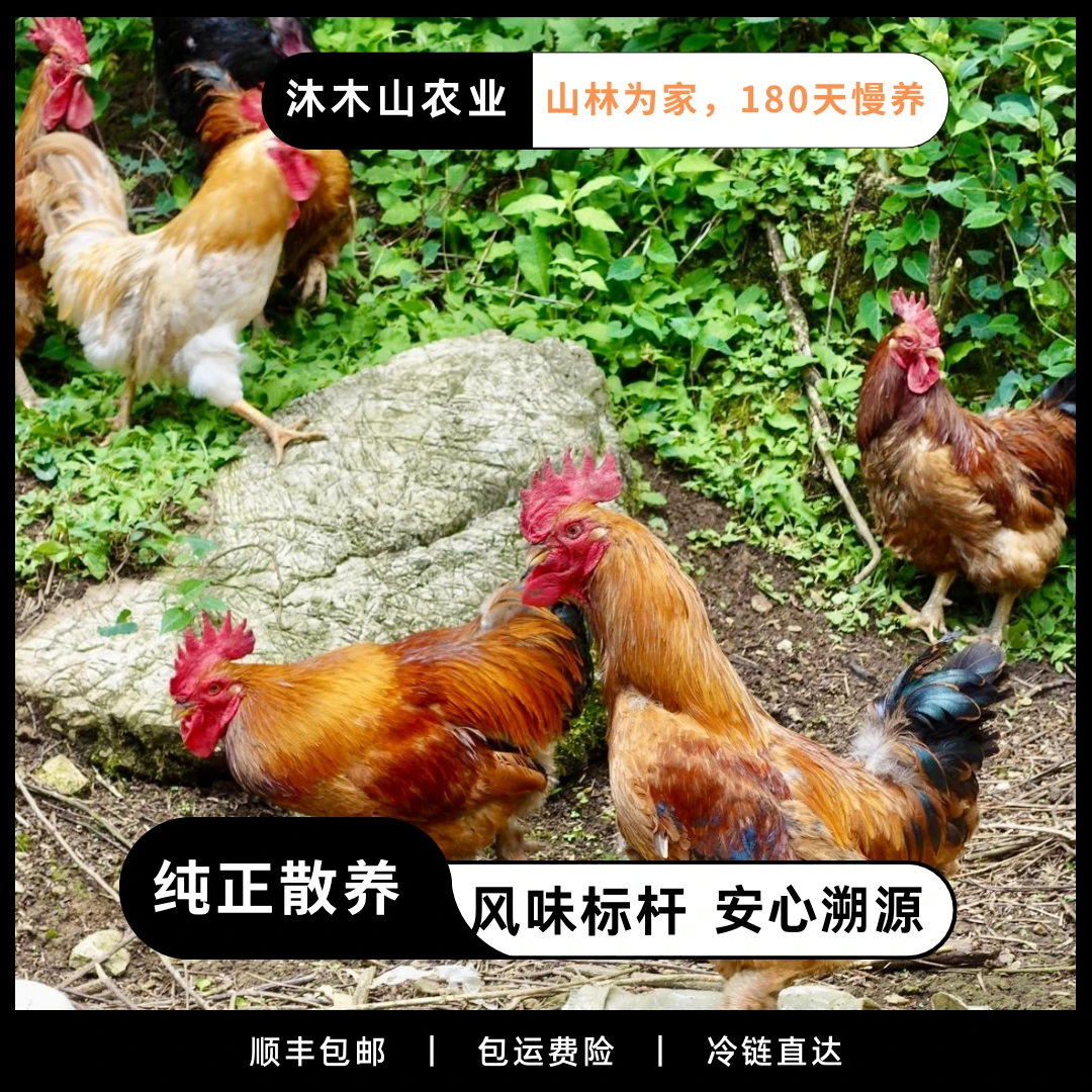 【顺丰包邮冷链】直发生态散养882土鸡大公鸡低脂高蛋白健康跑山鸡