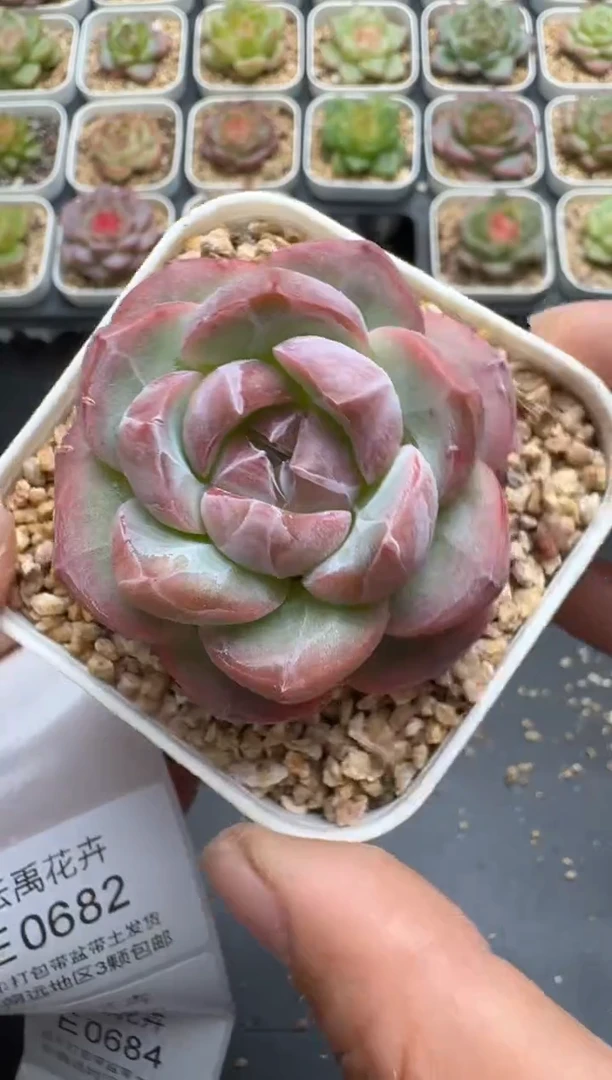 681E云禹多肉植物 带盆土纸巾打包 3颗包邮