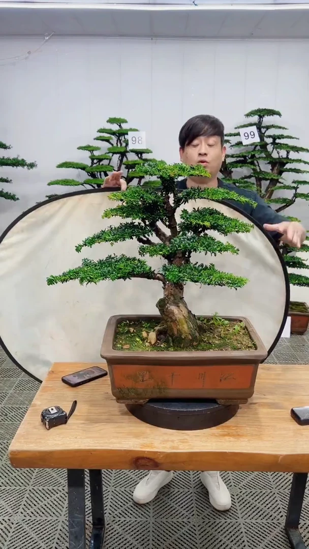 无花朵造型盆景一物一拍