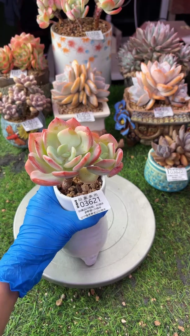 昆明印象多肉03621