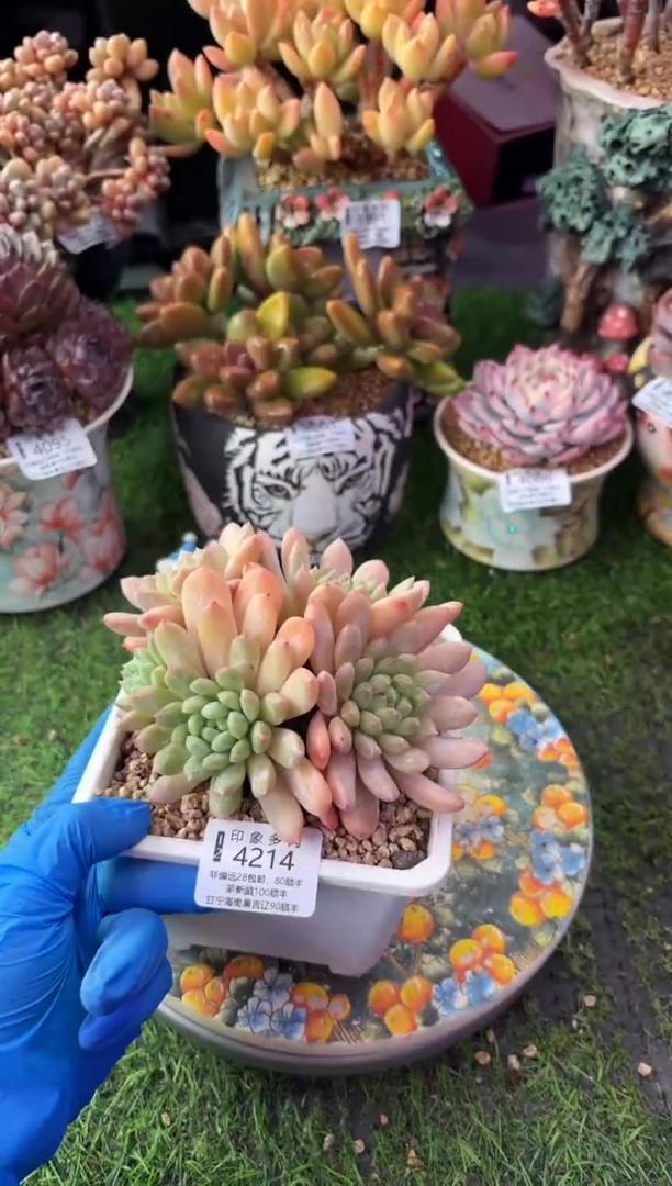 昆明印象多肉4214