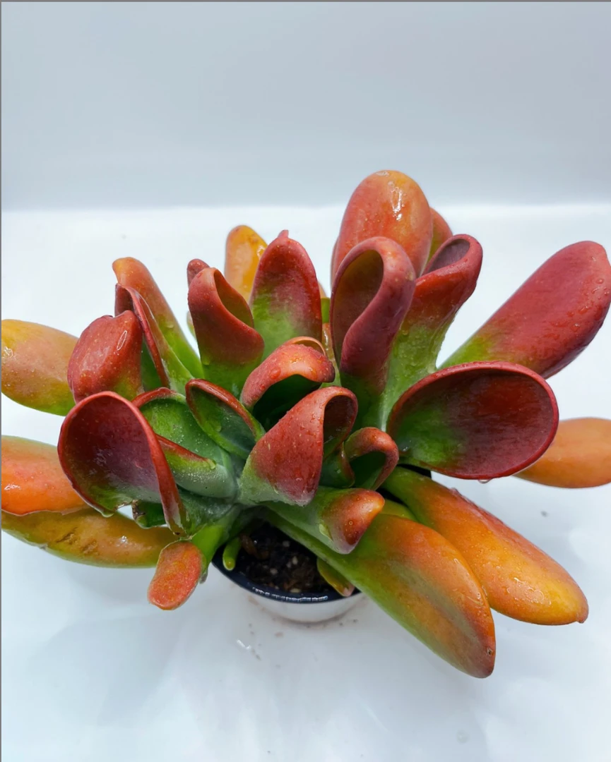 火狐狸 多肉植物  满19包邮 以直播间展示为准