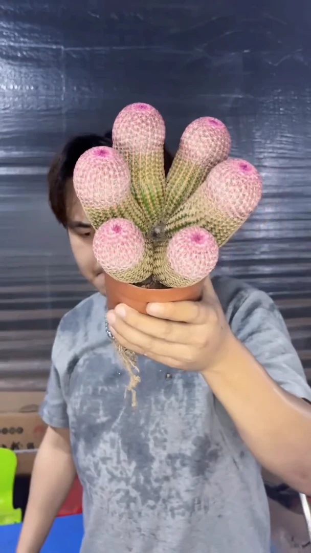 6大头 红太阳【带根】