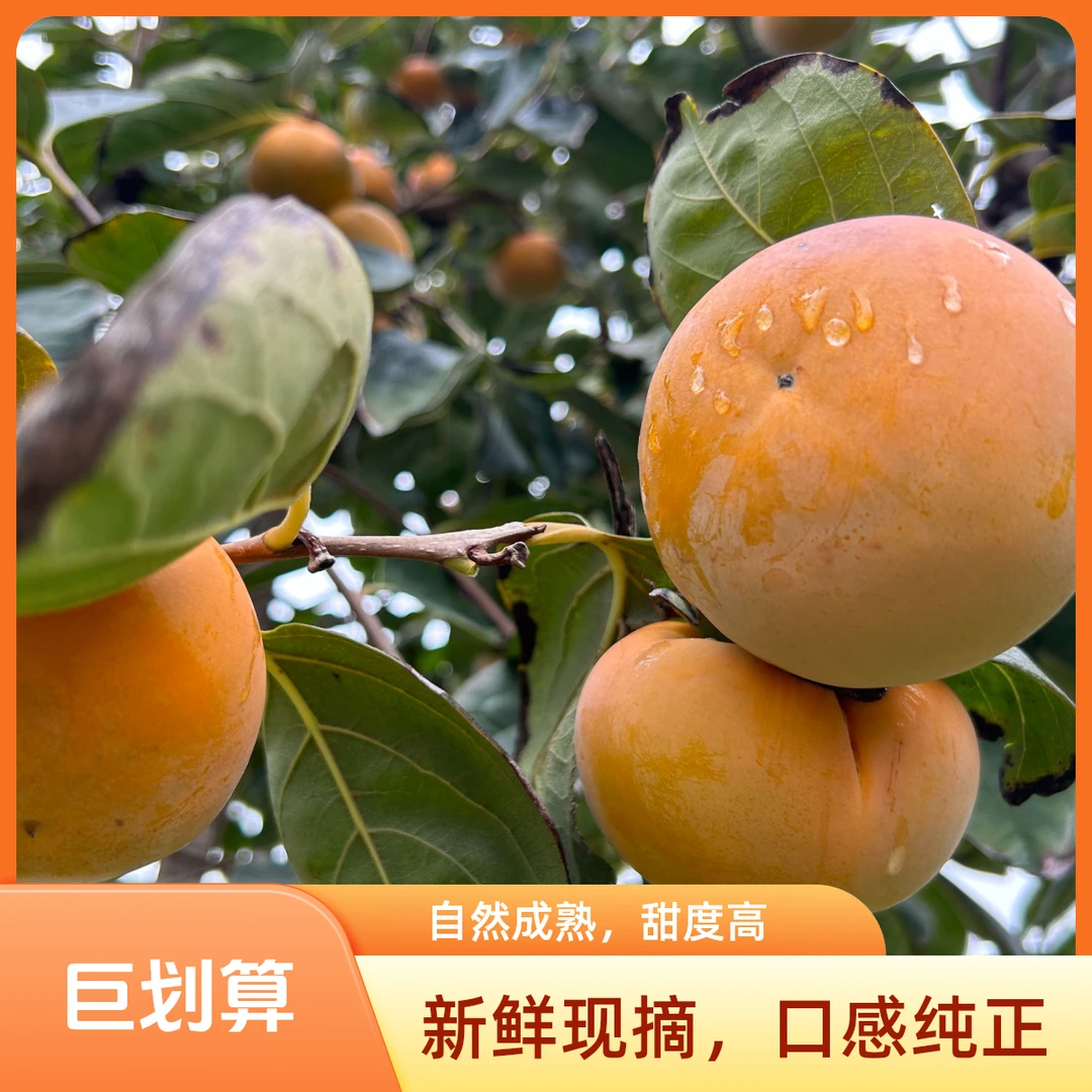 山西运城阳丰柿子巧克力冰糖心脆柿产地现摘现发即食不涩脆甜多汁