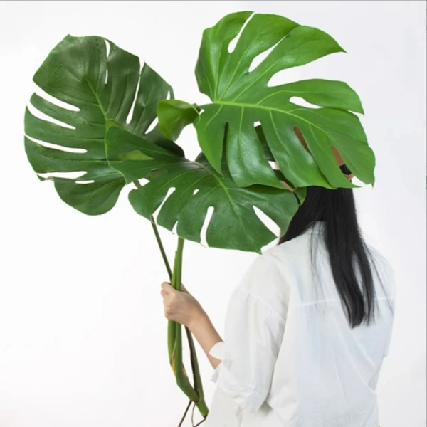 特级龟背竹水培大叶好养绿植客厅观叶网红热植绿色观赏植物