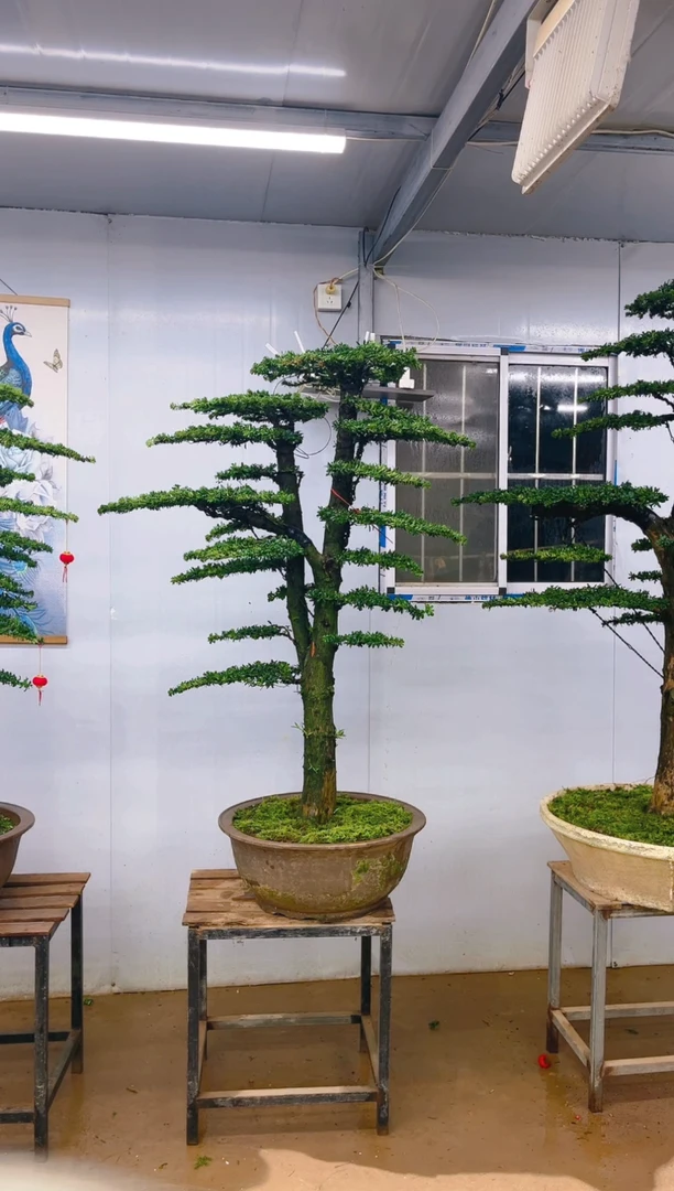 【闪购商品】精品盆景  一物一拍