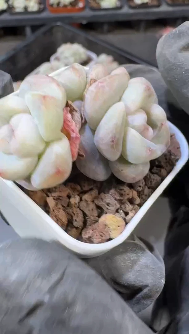 【闪购商品】15号到手1棵江北多肉一物一拍