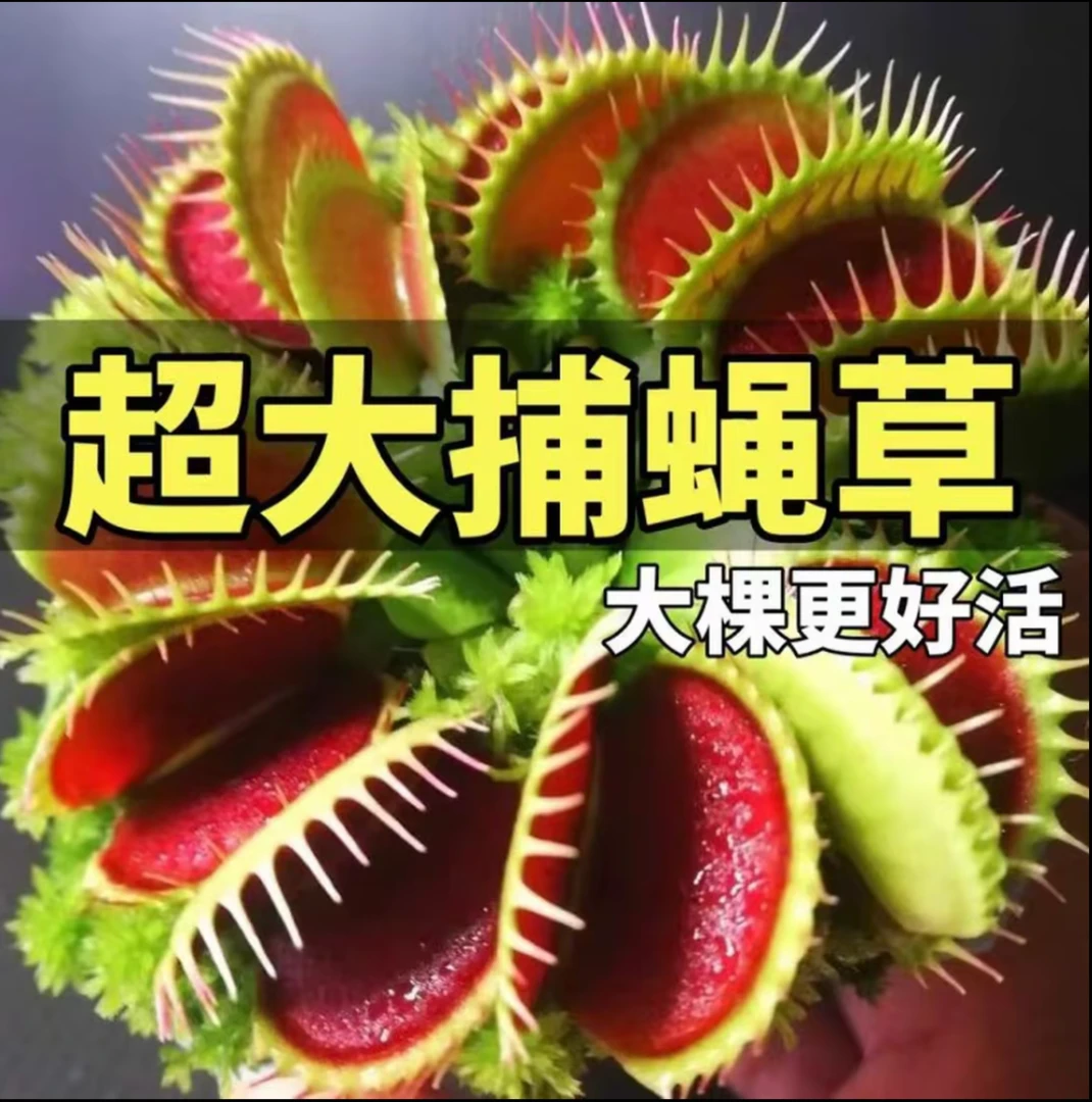 大嘴捕蝇草超大捕蝇草绿植盆栽趣味室内绿植盆景办公桌小盆栽好养