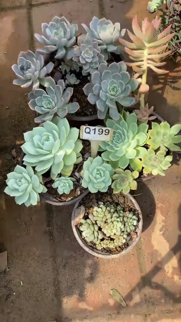 Q199多肉组合默认脱土发货