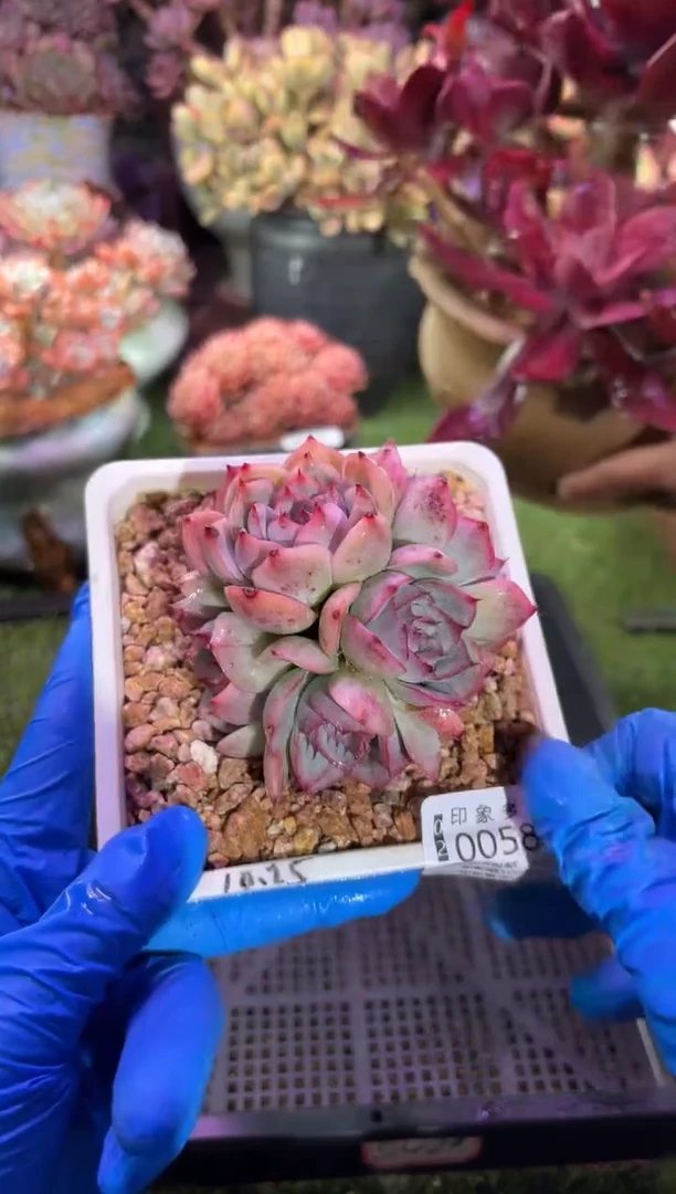 【闪购商品】00580